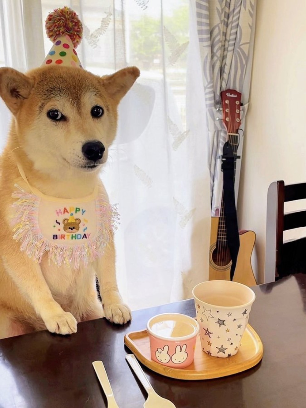 Momo — good dog