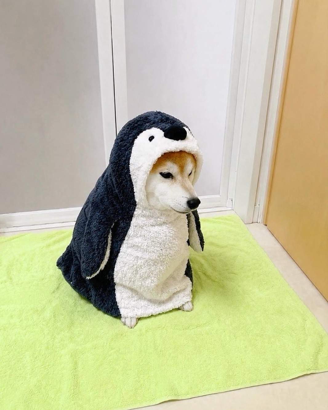 Momo — important