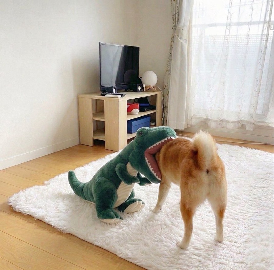 Momo with a dinosaur toy