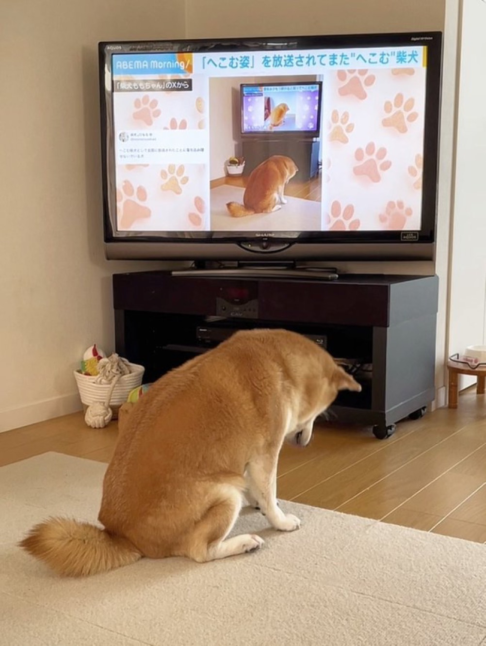 Momo propaganda — now on every channel